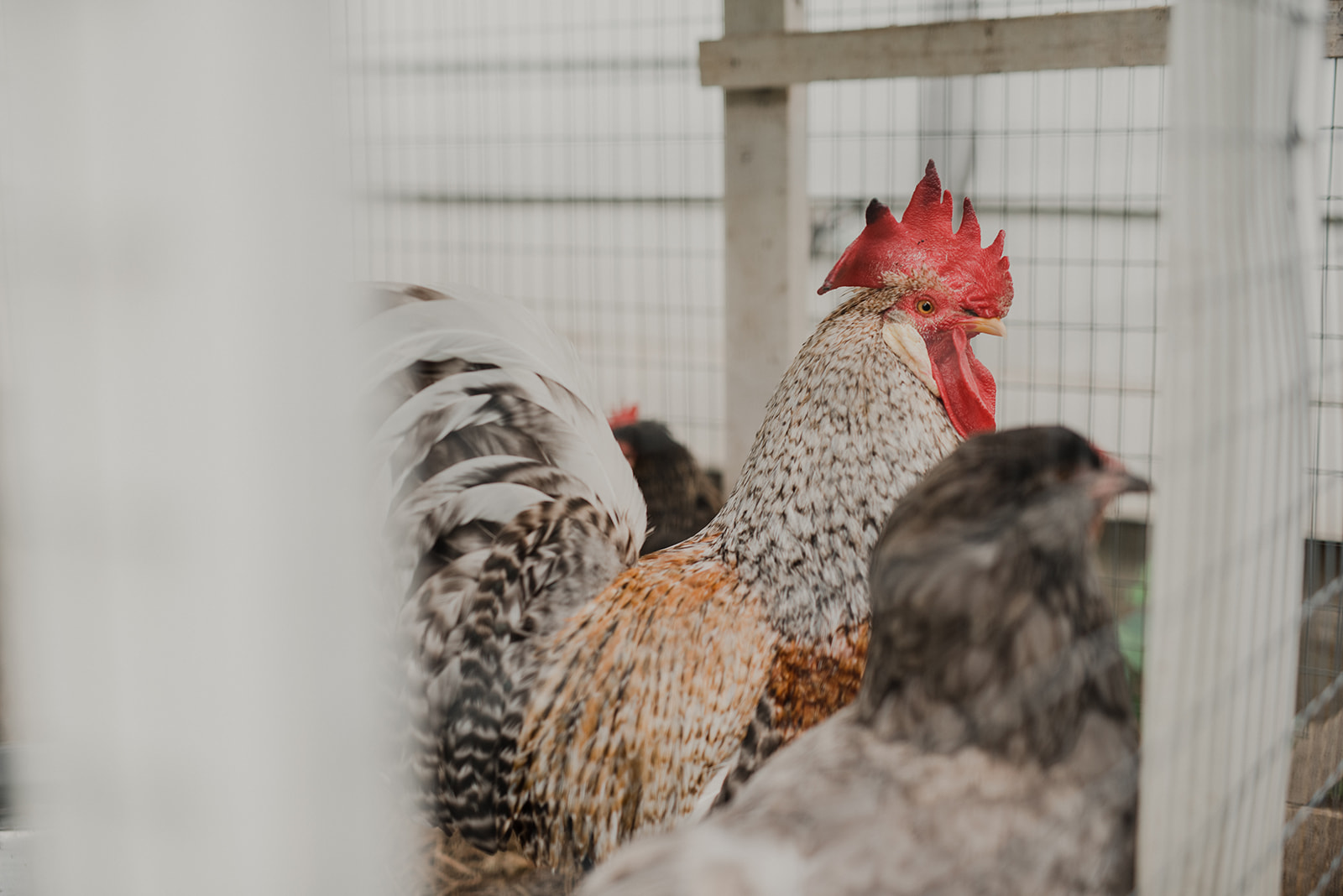 A rooster resides at Blue Hill Farm in Waterford, VA.