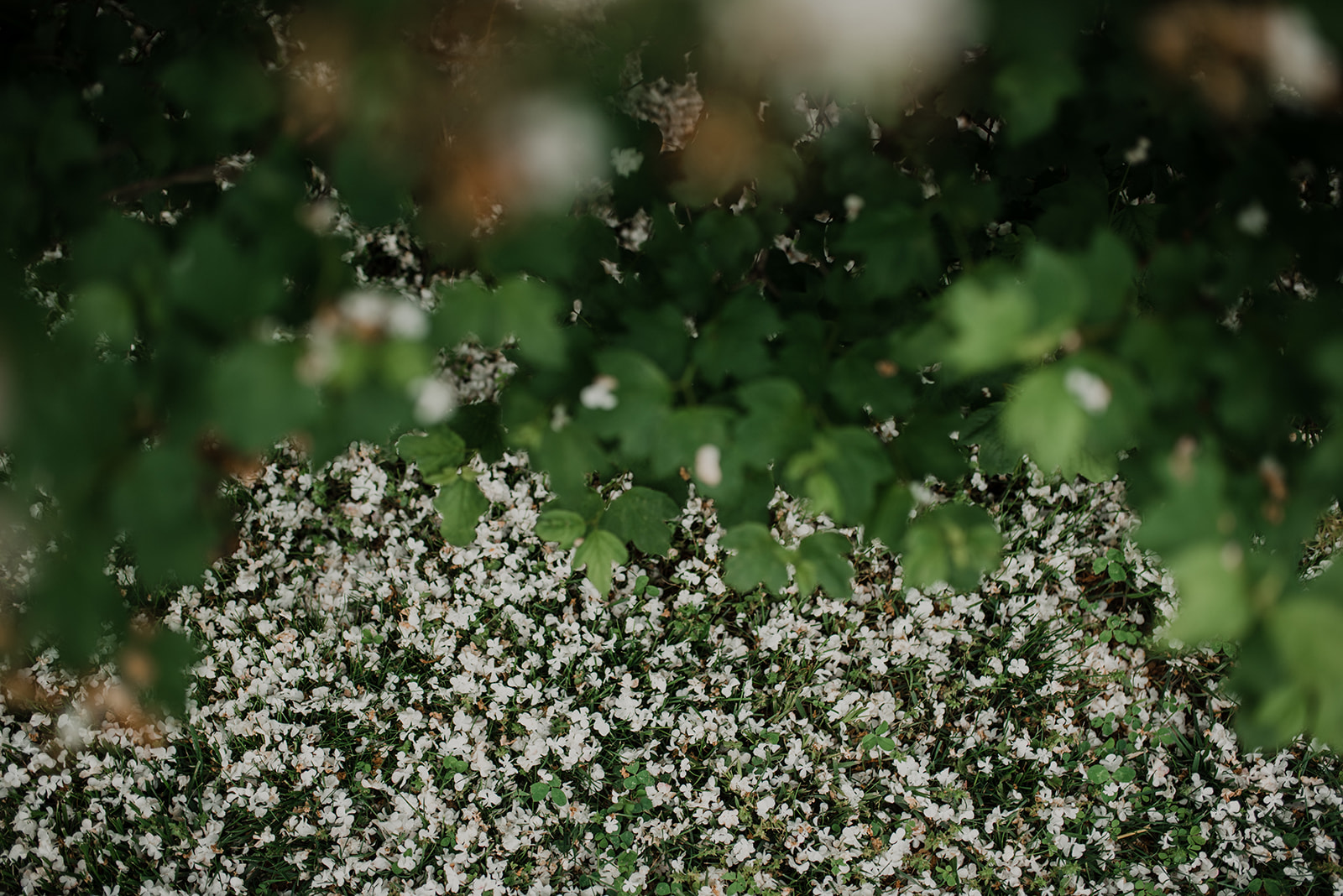 Nature's petals adorn Blue Hill Farm in Waterford, VA.