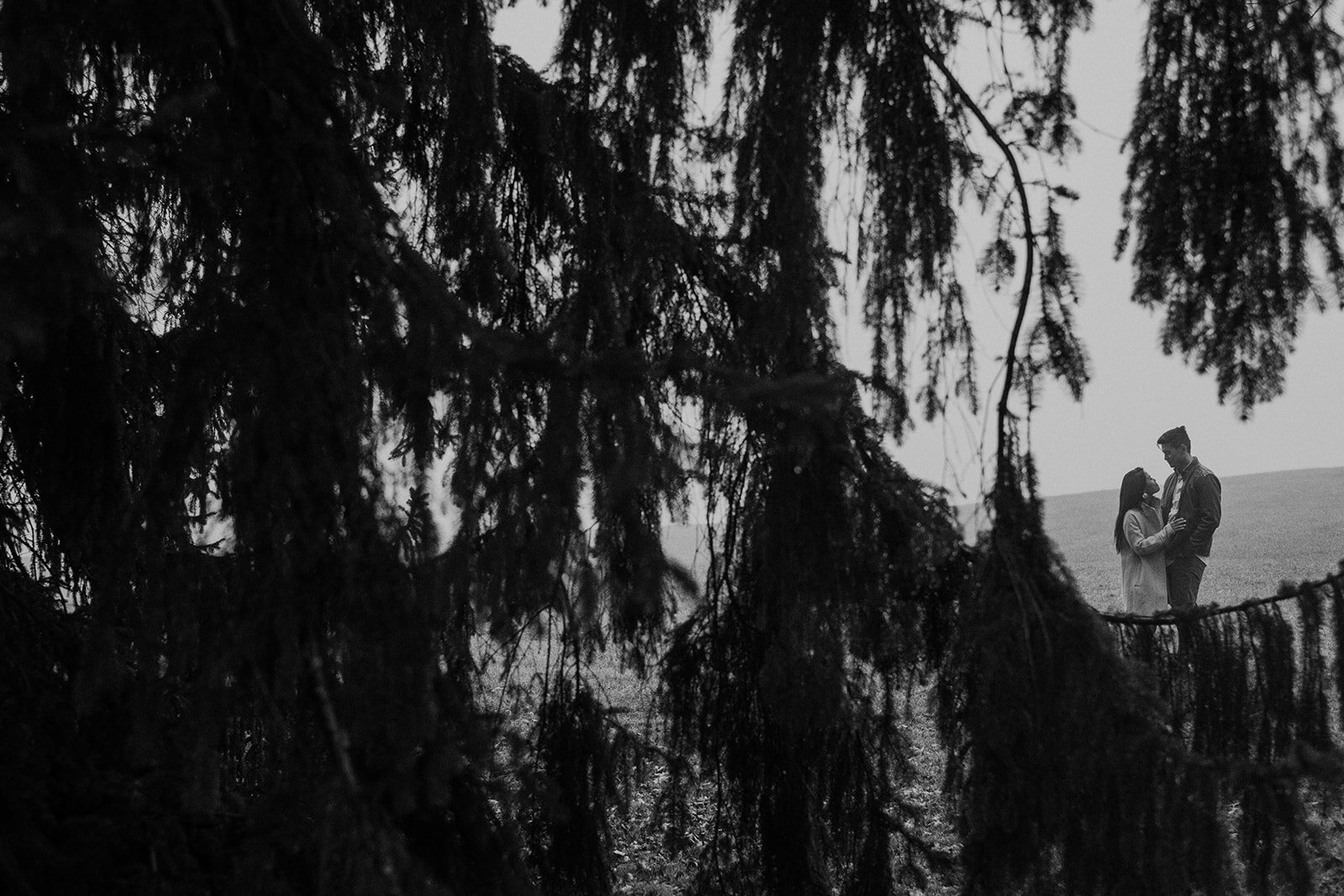 A Weeping Norway Spruce frames a couple as they stand in the fog at Morven Park in Leesburg, VA during their engagement photo session. 